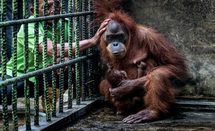 vantara zoo